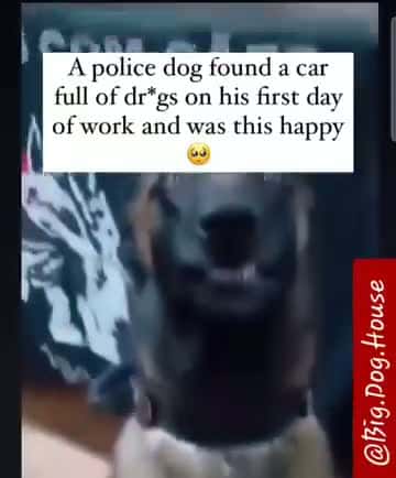 Cover for LMAO I THINK THE DOG GOT SOME FOR HIMSELF🤣🤣🤣😂😂😂 #wow #unexpected #comedy #explore #explorepage #fyp* #fyp #foryou #funny #foryoupage#instagram #instagood #meme #memes #reels #scoopz #shorts #trending #tiktok #usa #viral #viralvideo #video #viralvideos #lol #humor #funnymemes #comedy #funnyvideos #funny #entertainment #fypシ