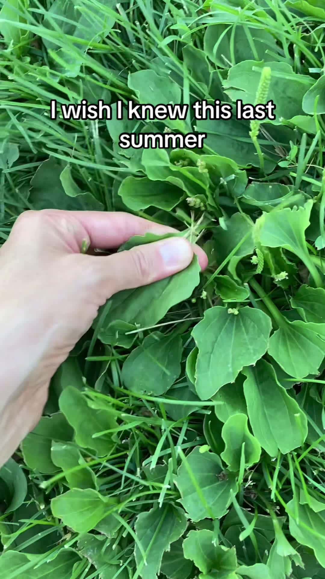 Cover for Folk medicine to help with wounds and itchiness. Do you know this herb?  #hack  #nature
