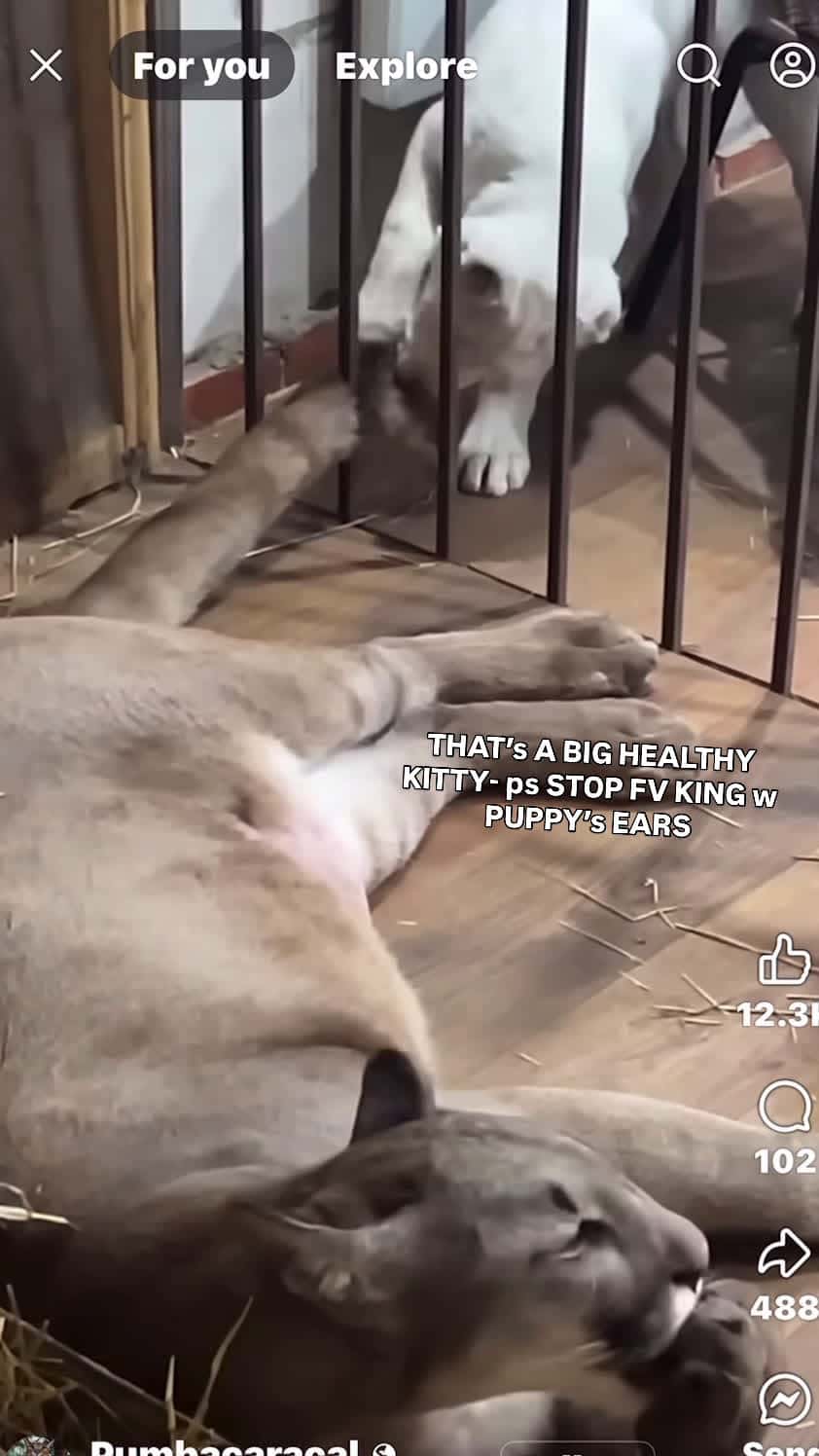 Cover for Beautiful puppy & big kitty🤣🥰