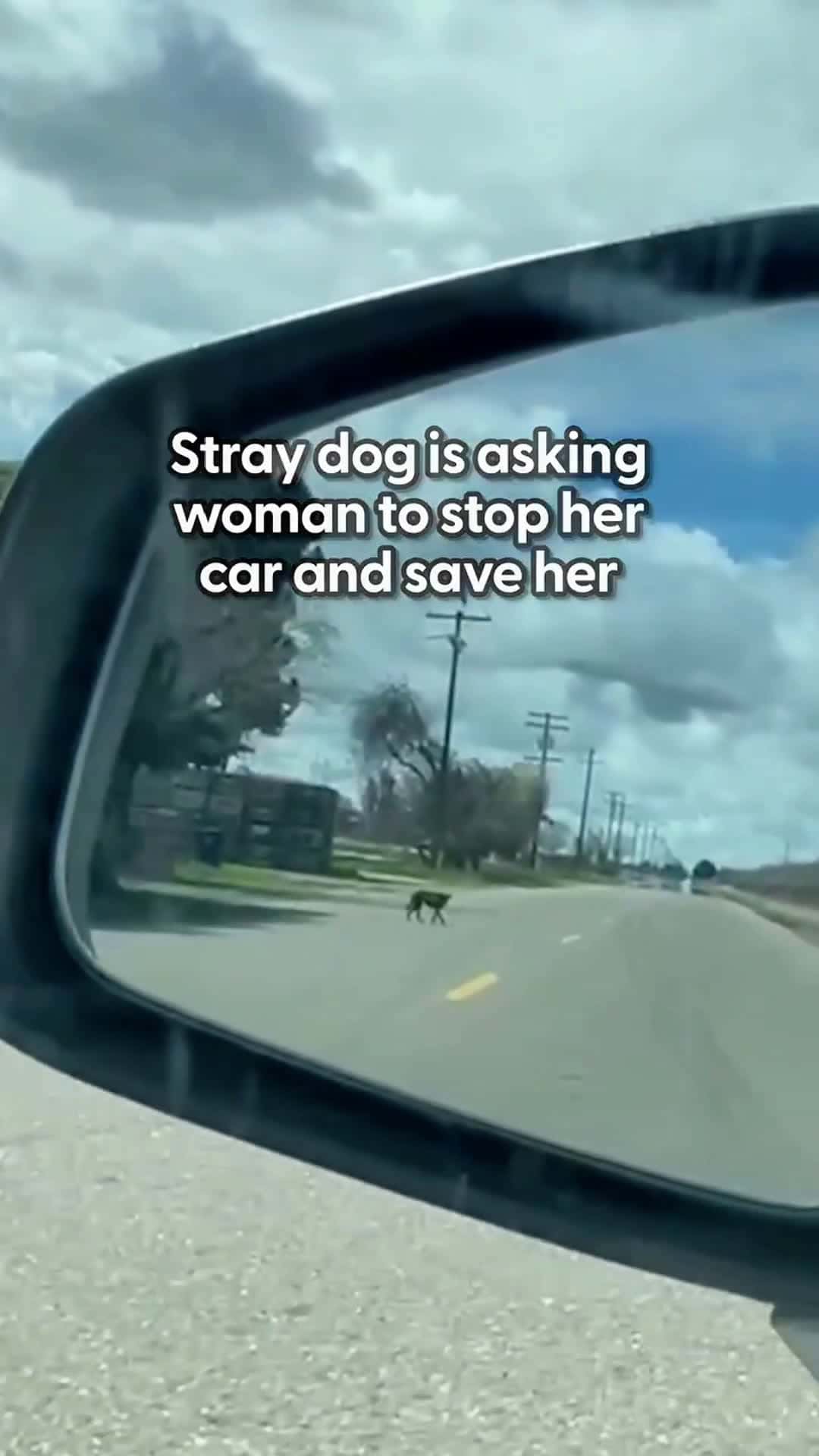 Cover for Stray Dog Runs After Woman's Car And Asks To Be RescuedWhen she realized she was safe, she got the cutest zoomies  ❤️