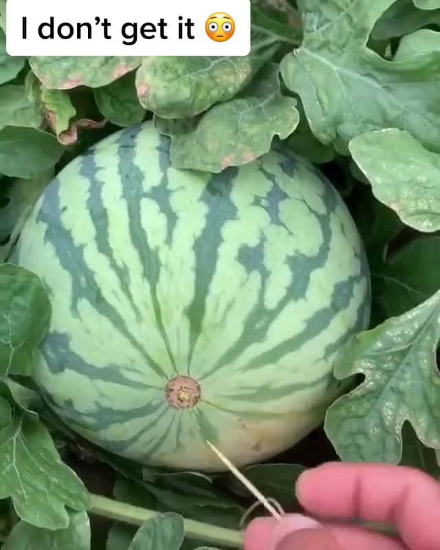 Cover for How a watermelon do that satisfying watermelon amazing shoutou