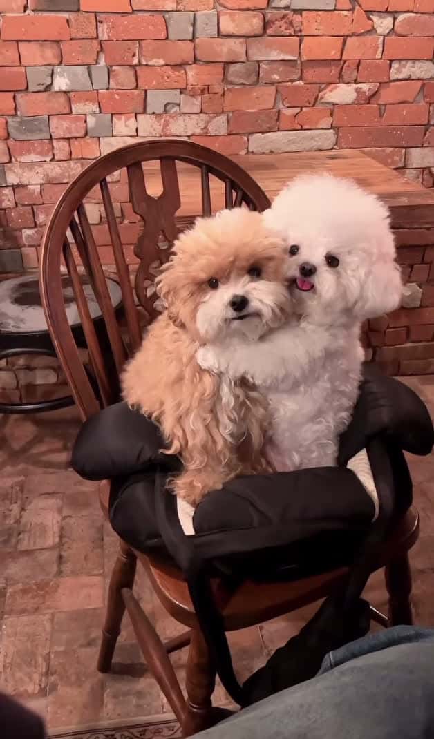 Cover for Adorable  #cute  #caughtoncamera  #dog  #foryou  #fyp  #foryoupage  #fypシ  #favmovieclip  #explore  #viral