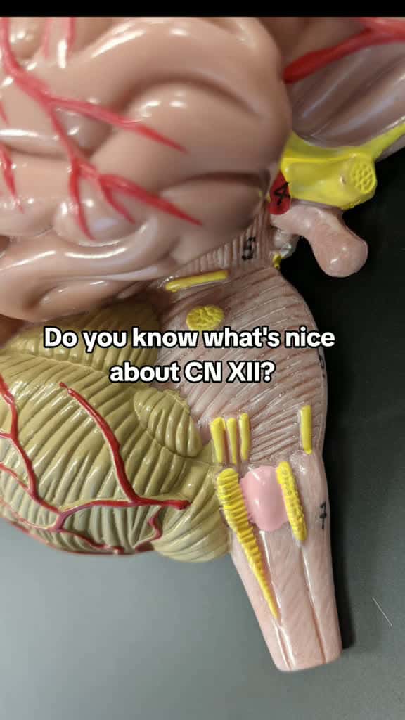 Cover for #anatomy #studyhack #teacher #learnontiktok #cranialnerveexam #anatomyandphysiology #learning #teachersoftiktok #anatomylesson #anatomyclass #stem #learnontiktok #studytip #studywithme