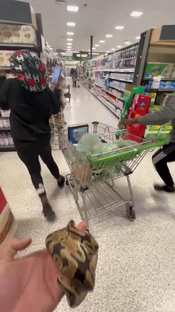 Cover for WILL YOU HOLD MY SNAKE PRANK GONE WRONG viral fypage foryoupage viral repost blow 62571 #nicevideo
