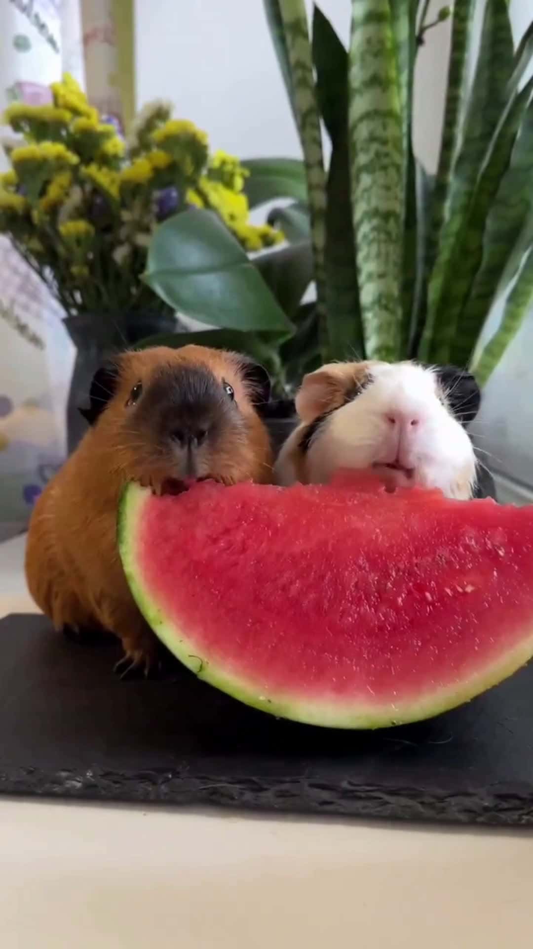 Cover for they are enjoying there meal together 