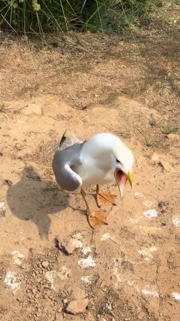 Cover for The seagull s magical laughter seagulls funnyoments funnyanimals funnyvideos funny fyp for 88607 #nicevideo
