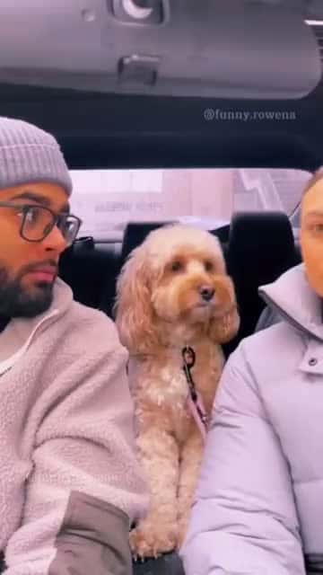 Cover for #animals #funnyvideos #funny #pet #dog #cat #laugh #cute #dogsoftiktok #catsoftiktok #fyp #foryou 13