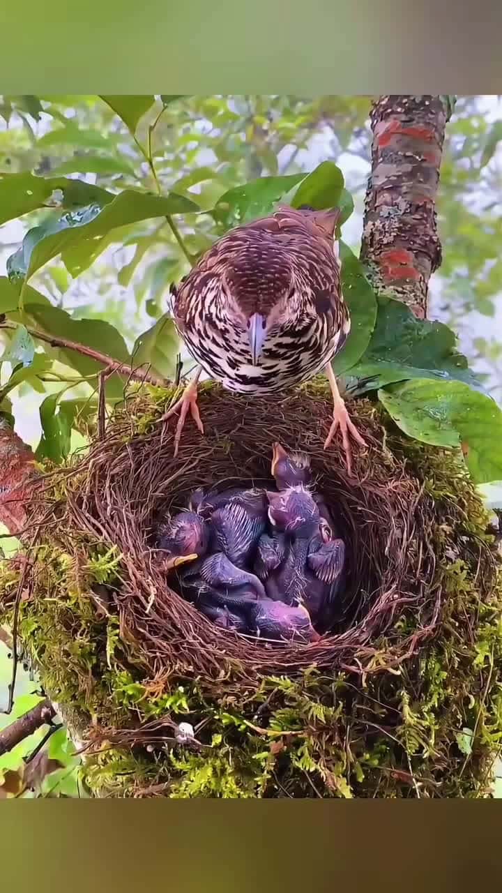 Cover for #CaughtOnCamera This dad is amazing, he dug up a bunch of earthworms and brought them back to feed his child! #cuckoo