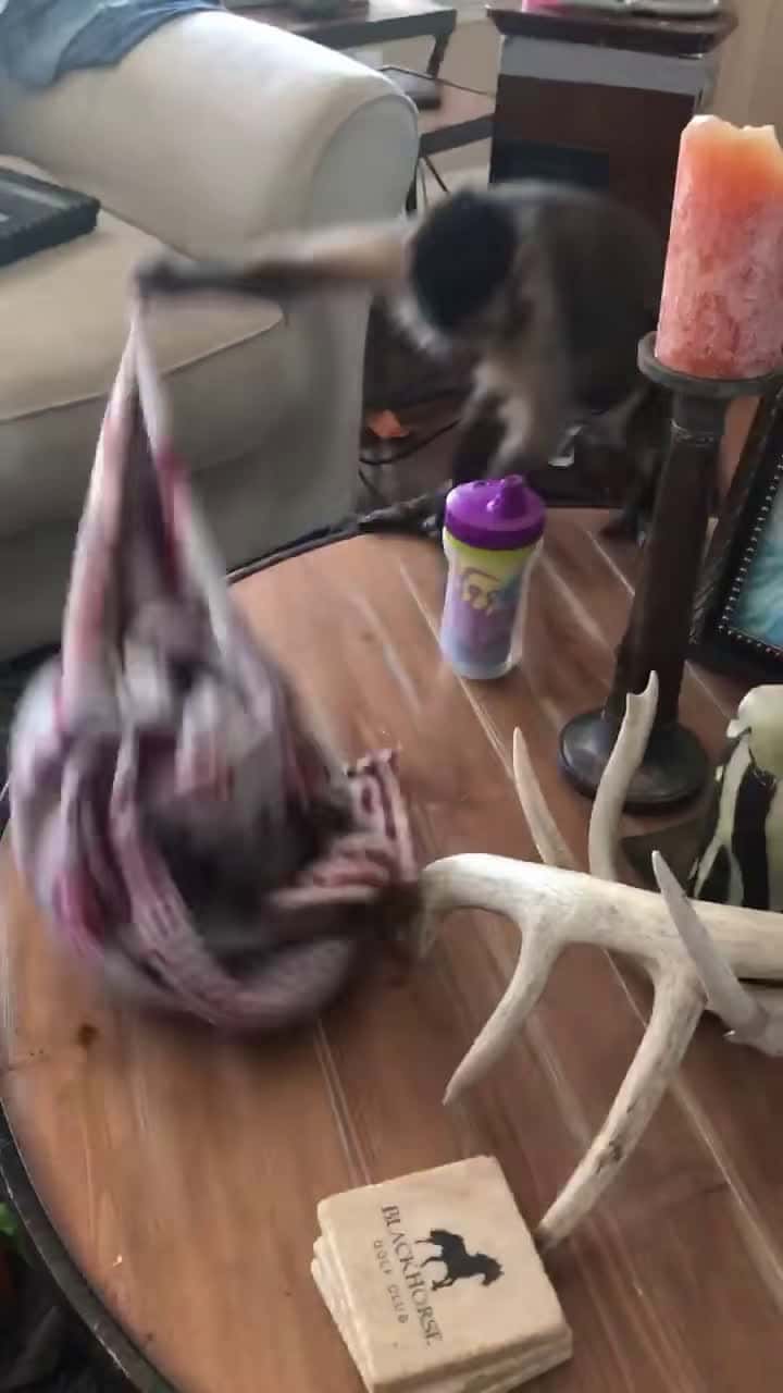 Cover for George doesn’t play when it comes to gators 🐊 🐵 😂 #meetmypet #george #tiktokanimals #monkey #love #sweet #meetmyfam #cute #aww #funny #funnyanimals