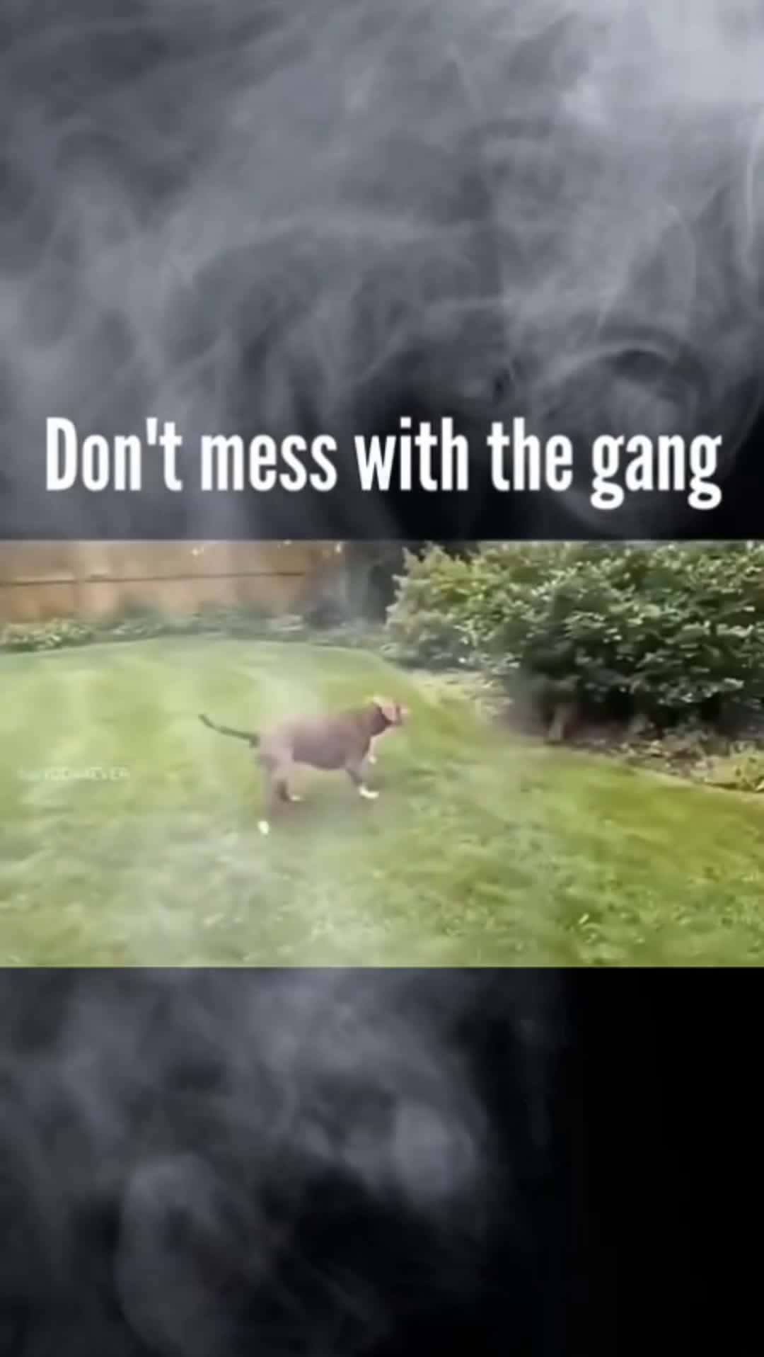 Cover for Don't mess with the boss gang #funny #pets #lovely #fyp #likes 