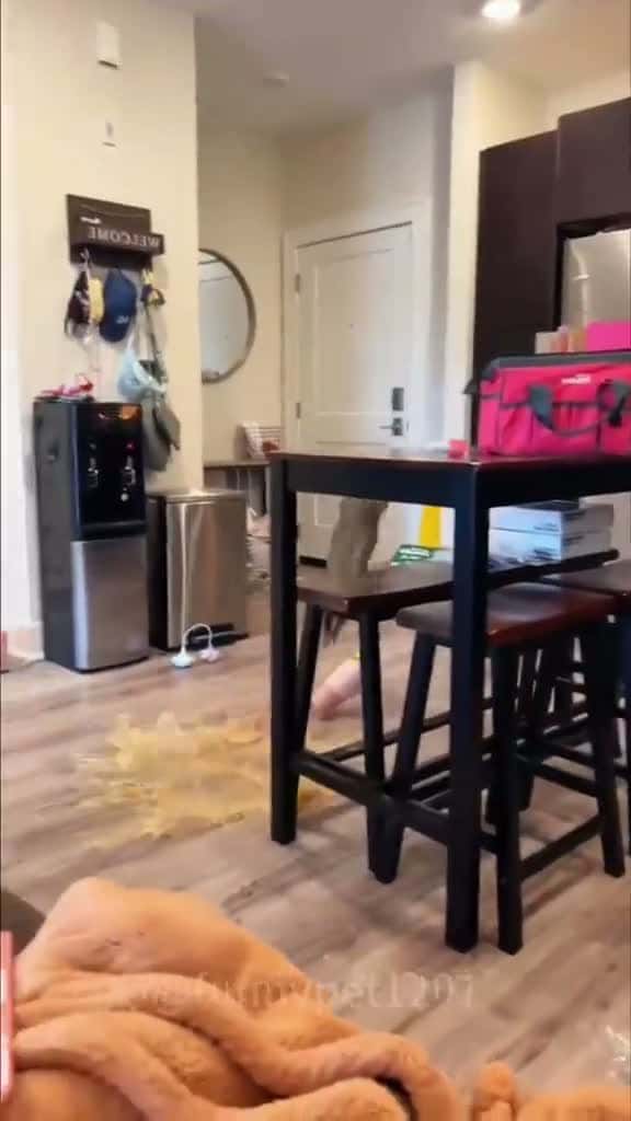 Cover for so cute very funny video 🤣😂