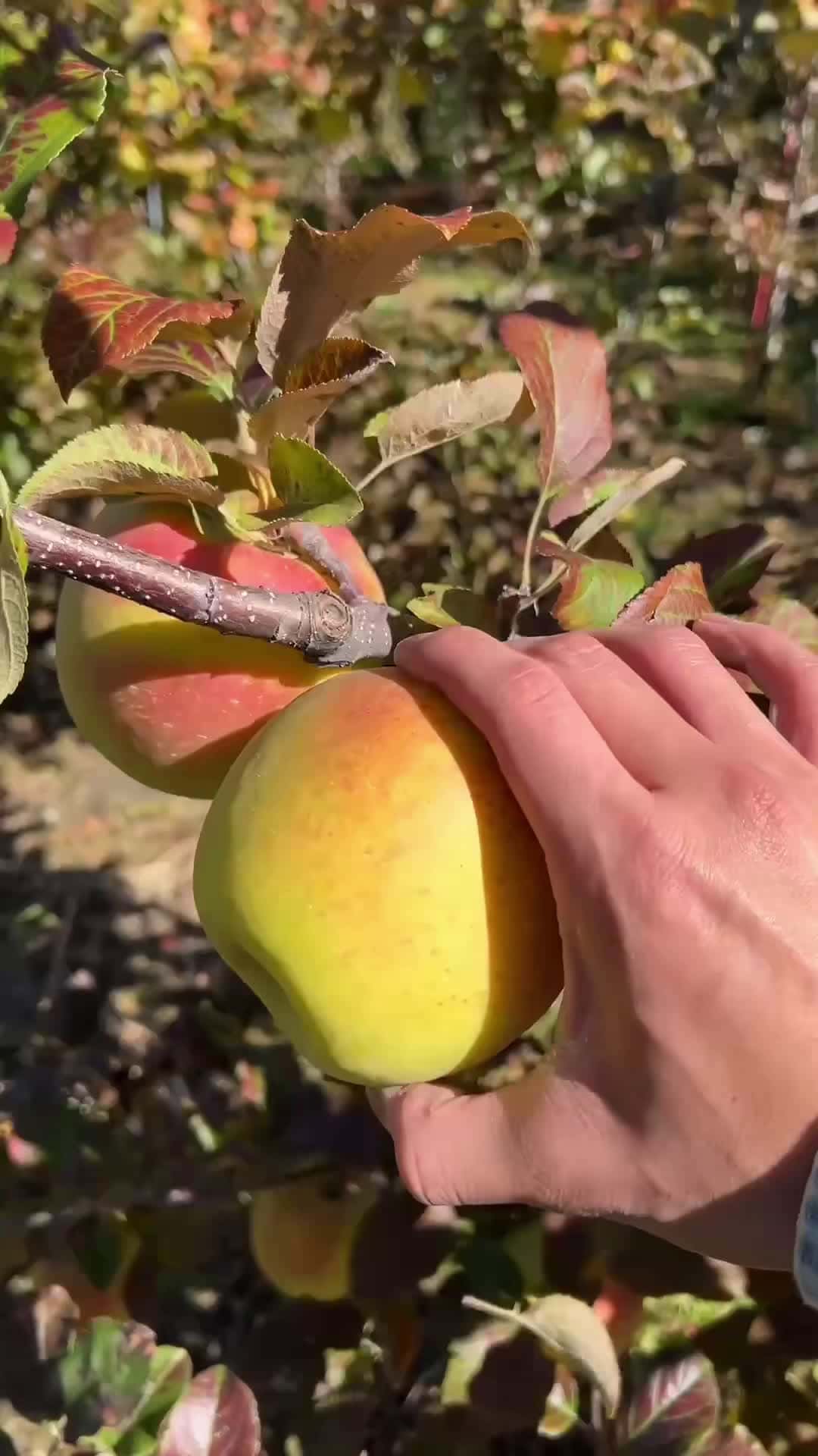 Cover for #apple #asmr