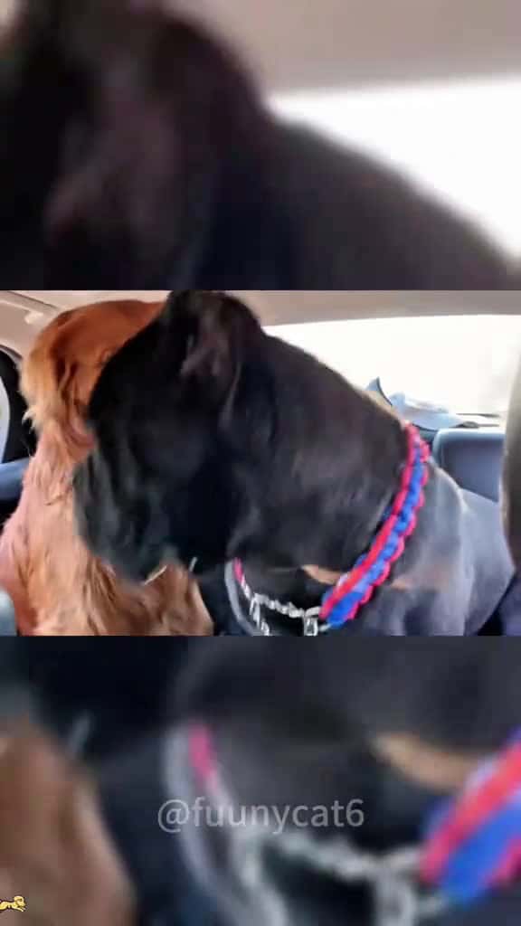 Cover for I love golden retrievers dog funnyvideos fyp dogsoftiktok funnydog goldenretriever 61215 #ilovescoopz