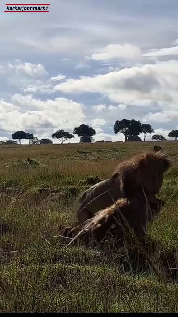 Cover for Lion Eats and Drags Rival Lion Masai Mara Kenya. lion lions lionsightings lionkin 08886 #followMe