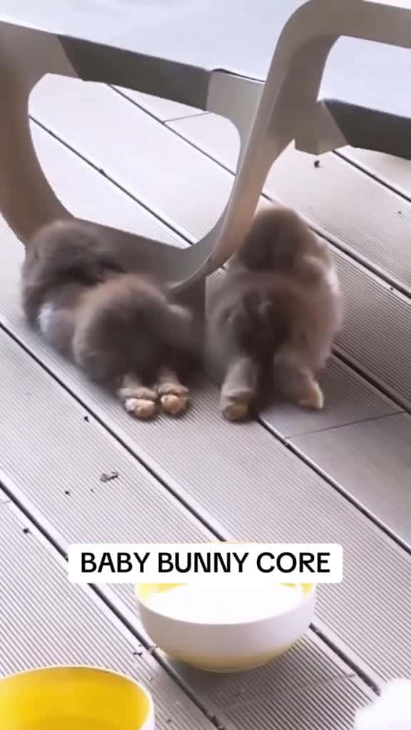 Cover for Bunnies melt my heart bunn ytale bluecloverrabbitry sweetroserabbitry babybunny bunny rabb 01006 #shortvideos