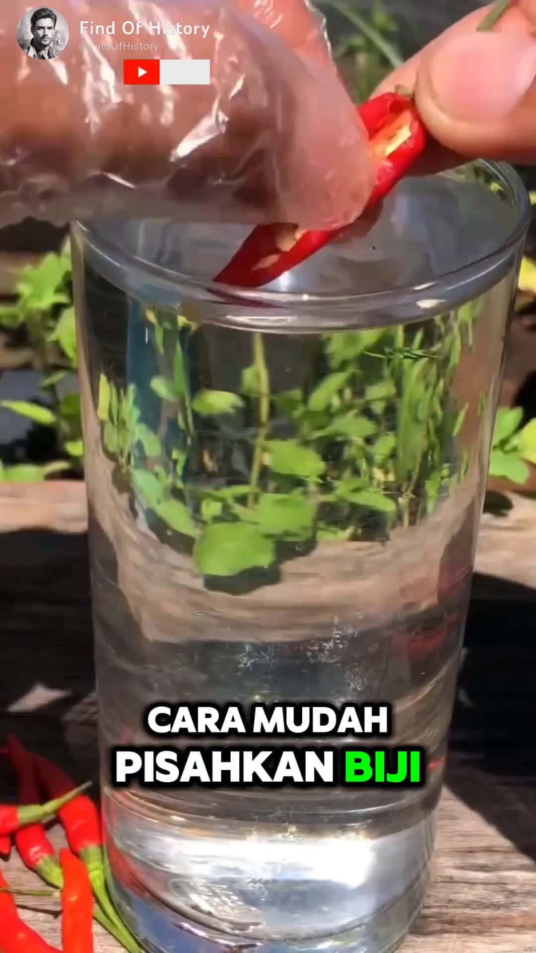 Cover for Unbelievable How To Separate Seeds From Plants Easily Part 01 shorts short unique