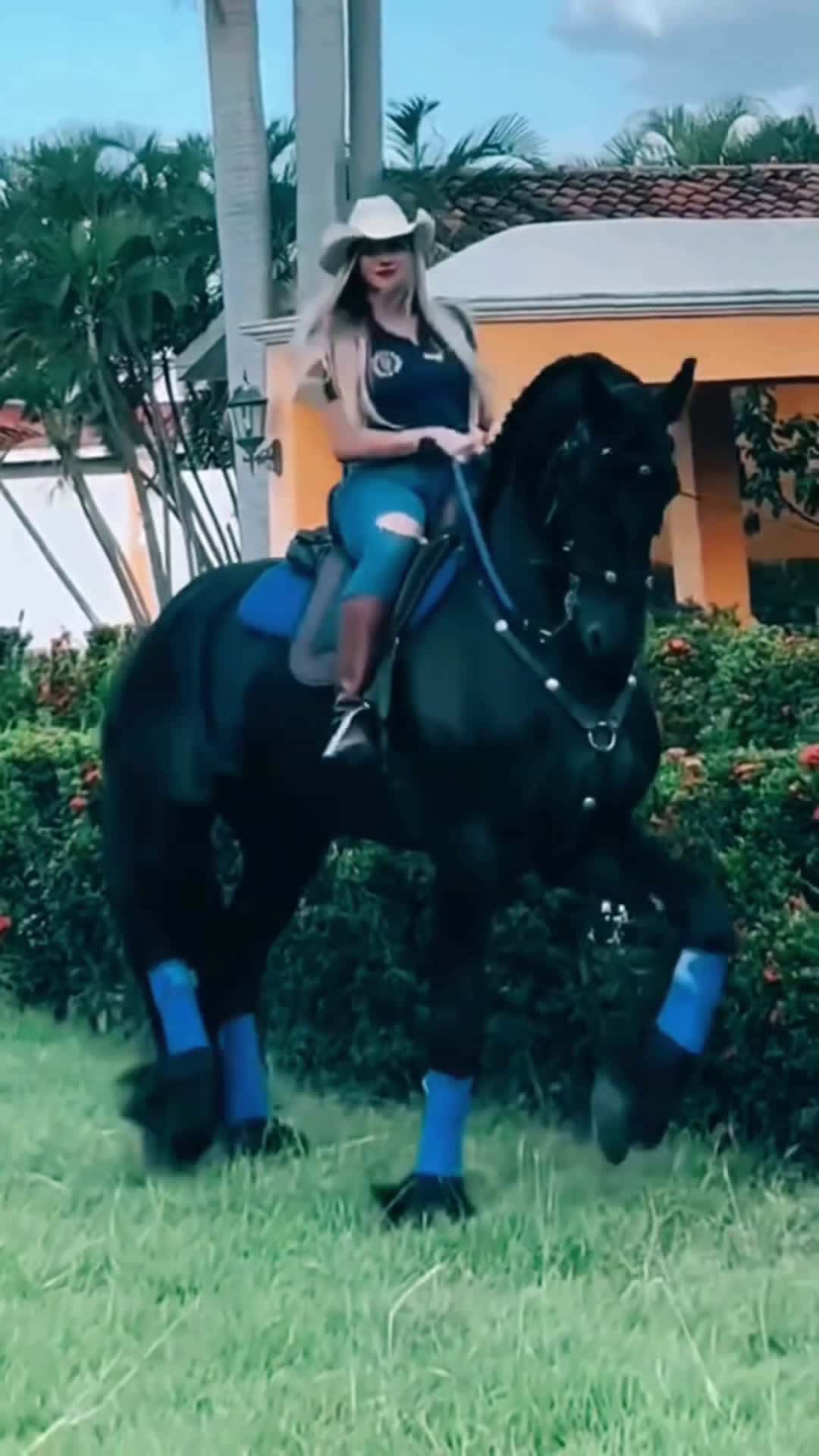 Cover for Dramatic horse #dressage #horse  #viral  #fyp #scoopz