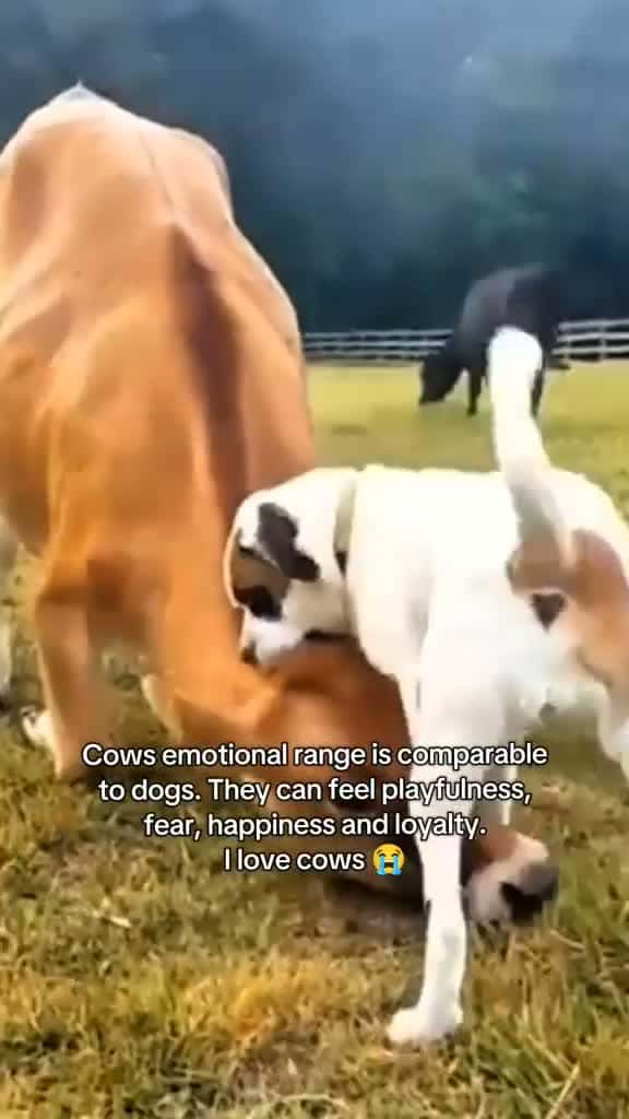Cover for #positivity #interesting #cuteanimals  created by Pawsitivitycore with Janet Jackson’s Someone To Call My Lover
