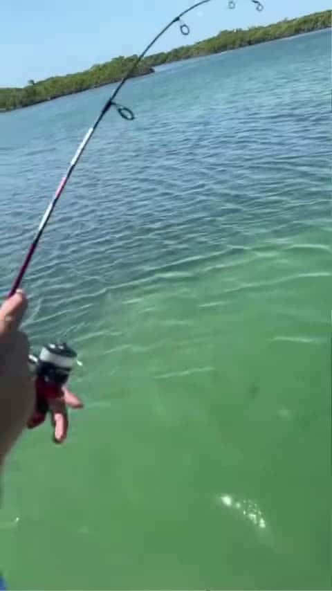 Cover for 😂On the mini rod😂 #shorts #fishing #beach #fish #boat #wow #catch #florida #fun #small_055 (2)