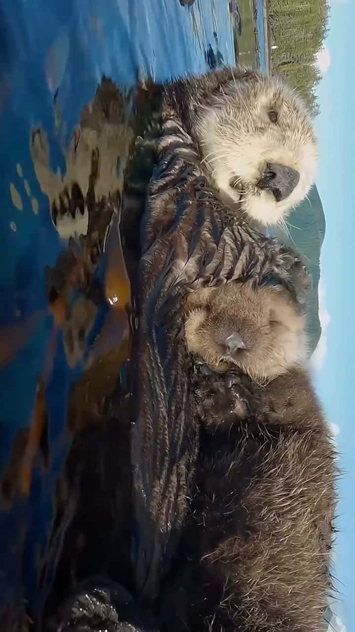 Cover for capturing a mama boat and her sleepy little passenger 🥹 The cutest wildlife family moment ❤️📸