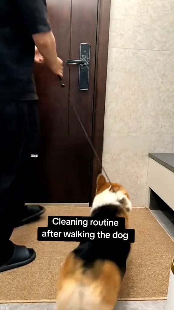 Cover for The use of very convenient, every time after the dog back, a sheet to solve the problem of dog cleaning, each one of the hydration is enough to use, the form of the glove is convenient to wipe to every part of the dog, especial...