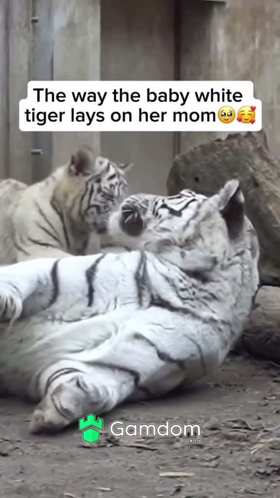 Cover for viral xyzbca fyp trending fyp Love animals tiger 00215 #trendingscoopz