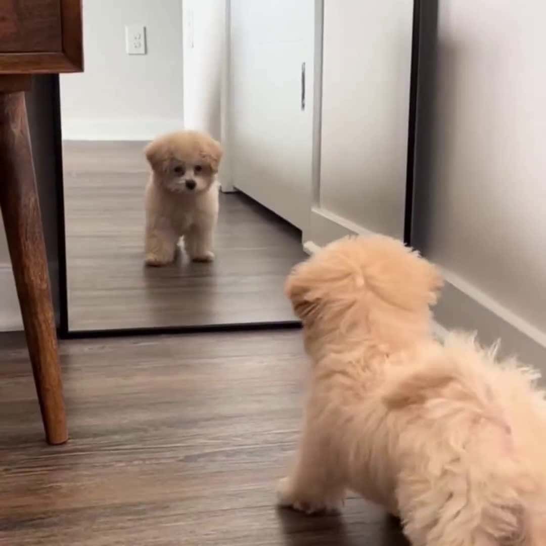 Cover for Dog seeing himself in the mirror.. 😅 #OddlySatisfying