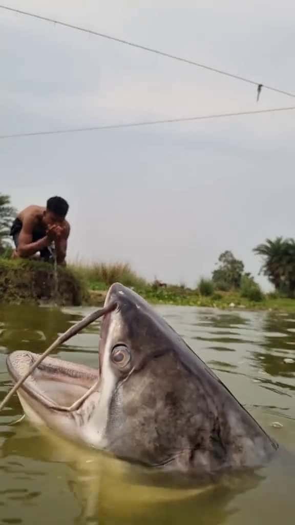 Cover for Amazing underwater monster fish come out fish video reels 86923 #nicevideo