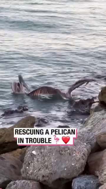 Cover for Rescuing a Pelican in Trouble!