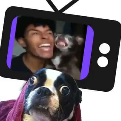 Cover for Funny Dogs Video Fun moment With Dogs Funniest Dogs Ever #funnyanimals #funnypetsvideo #amazinvideo #cutebabies #dogs #kittens #funnyvideo #trynottolaugh 1