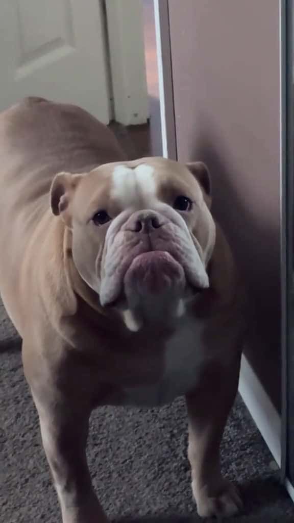 Cover for The angry and wronged dog fyp foryou dog dogs dogsoftiktok 66303 #america