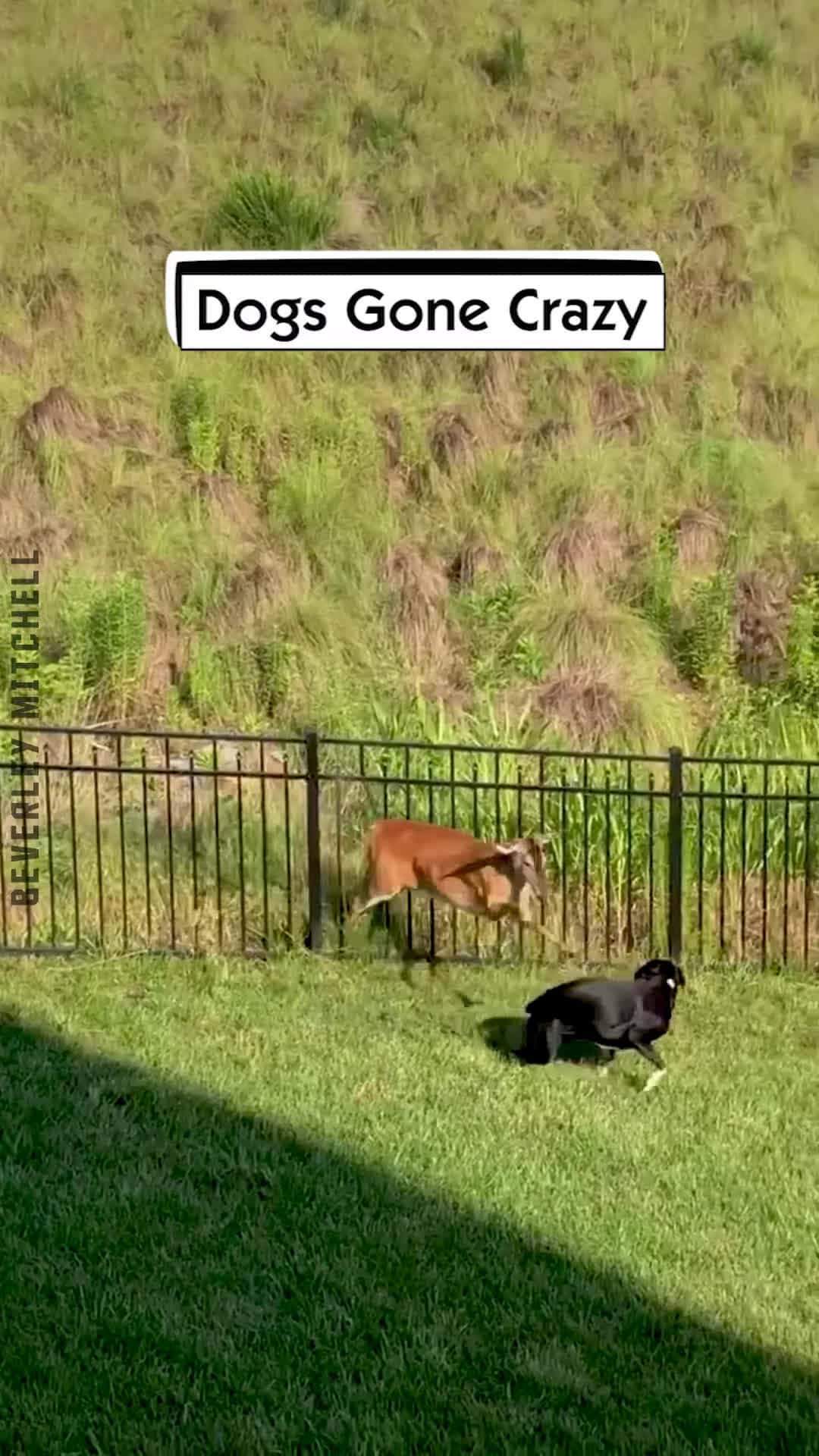 Cover for Dogs Gone Crazy