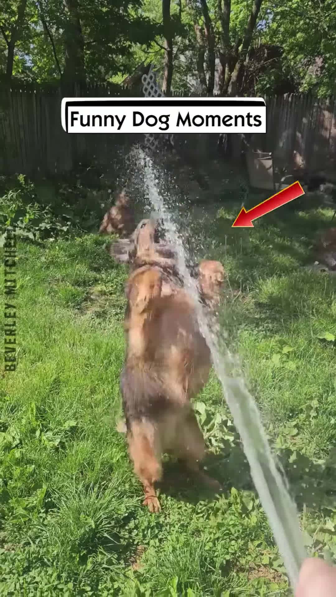 Cover for Funny Dog Moments