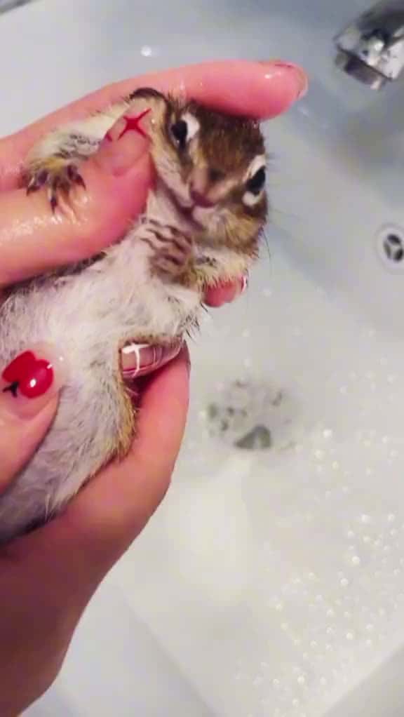 Cover for small cute animal video  cute animalsoftiktok funnyvideo smallanimals unitedkingd 50625 #nicevideo