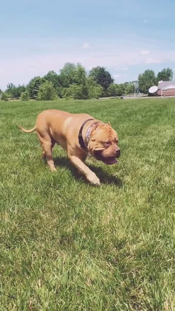 Cover for #dogtoy #pitbull #pitbulls #megamouth #pitbulllove #dog #dogchallenge...