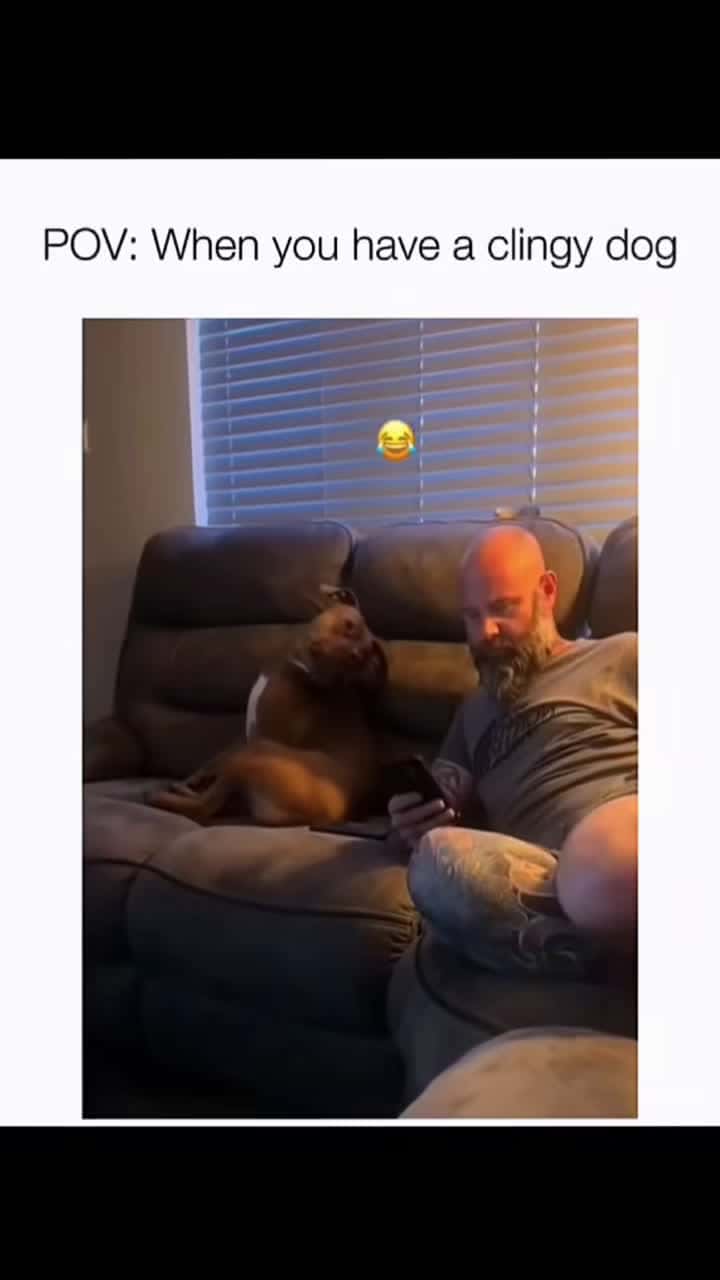 Cover for Funny dogs compilation #funnydog #funnypet #cutedog #dogsoftiktok #doglover #dog 13
