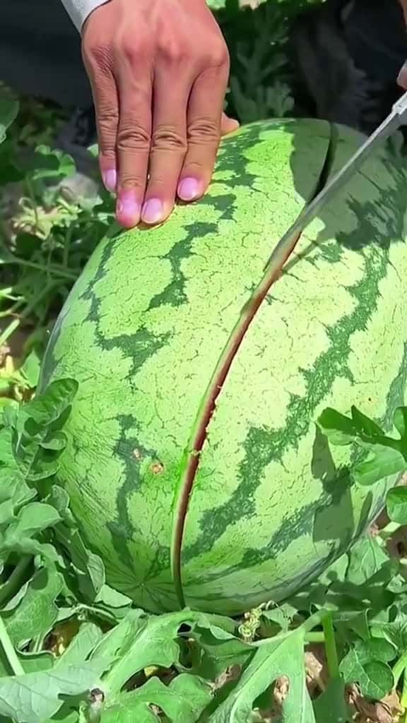 Cover for OMG !! Watermelon #Watermelon #asmr #fyp #fyp #usa #fruit
