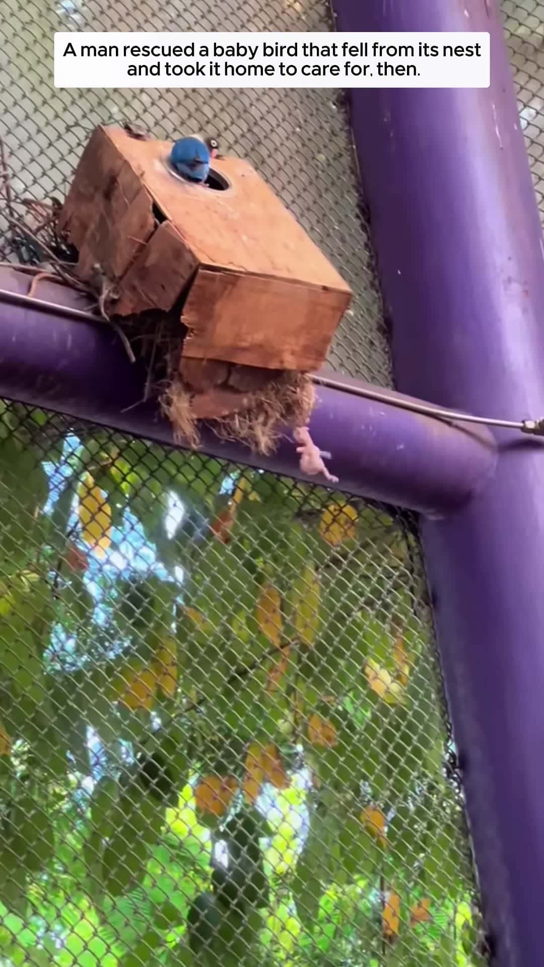 Cover for A man rescued a baby bird that fell from its nest and took it home to care for animalshorts
