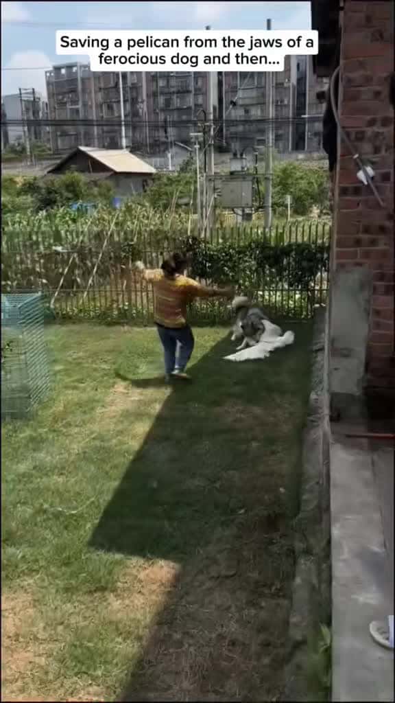Cover for Dramatic pelican rescue from a fierce dog! 🕊️🐕 #WildlifeRescue #AnimalHeroes #Nature