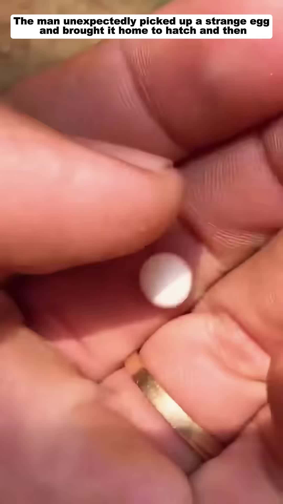 Cover for The man unexpectedly picked up a strange egg and brought it home to hatch bird babybird short
