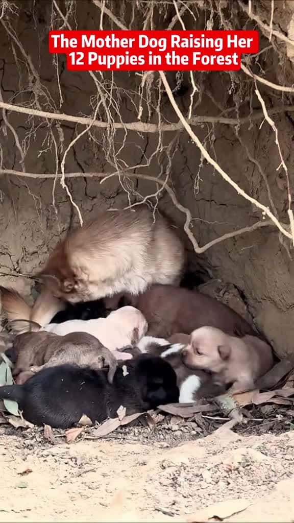 Cover for dog animals animalsrescue cat fyp 99566 #shortvideos