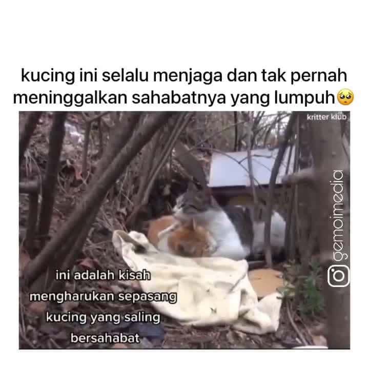 Cover for definisi sahabat sejati