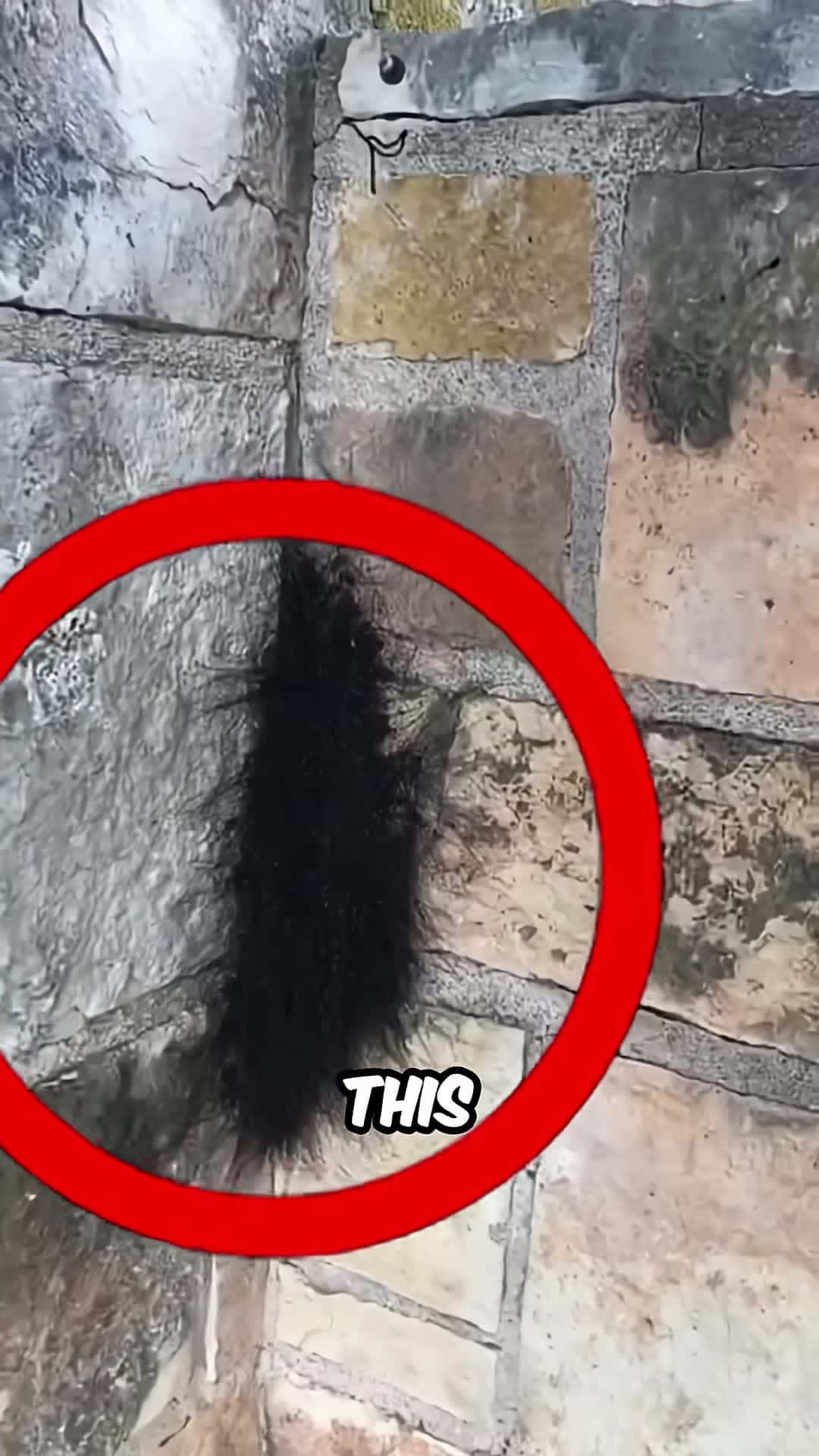 Cover for The Terrifying Long Leg Spiders