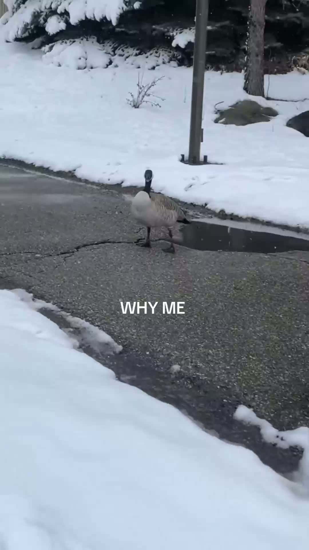 Cover for i was literally walking around him too #foryou #foryoupage #gooseattack #canada #fyp #funny 
