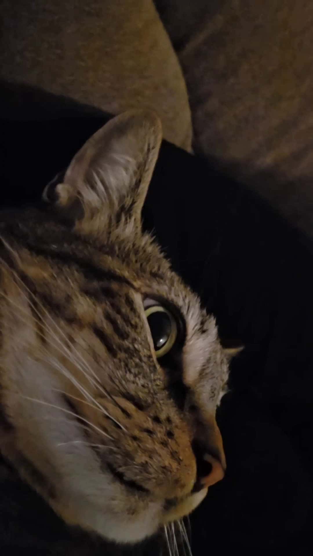 Cover for my cat pickles is purring #ent4