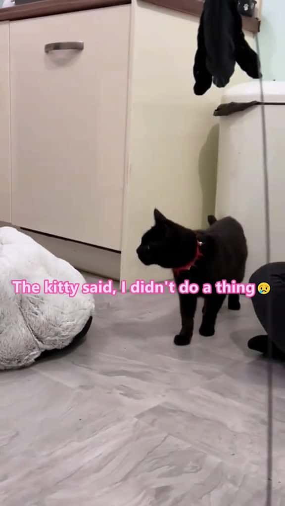 Cover for The big cat sized up the kitten and thought Is this a snack or a roommate cat cats catlove 71694 #america
