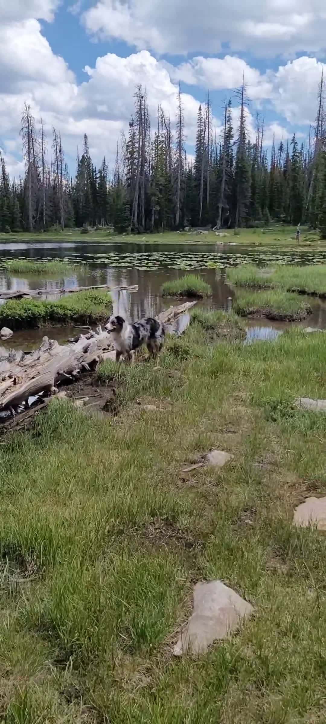 Cover for gorgeous in the mountains 🥰  #mountains  #dogs  #australianshepherd  #nature  #hiking  #hikingadventures  #hikingwithdogs  #adventure  #outdoors  #beautifulscenery 
