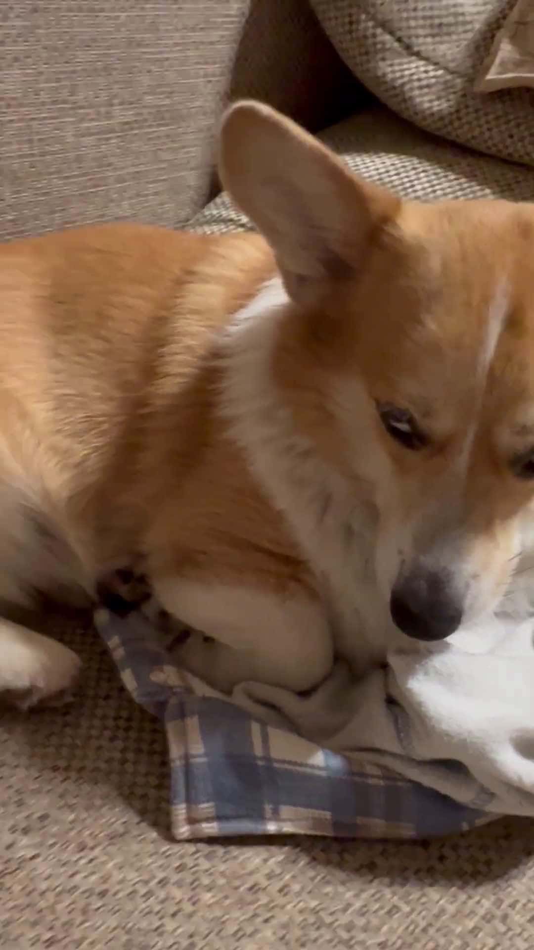 Cover for Crying Baby Interrupts Dog’s Quiet Resting Time