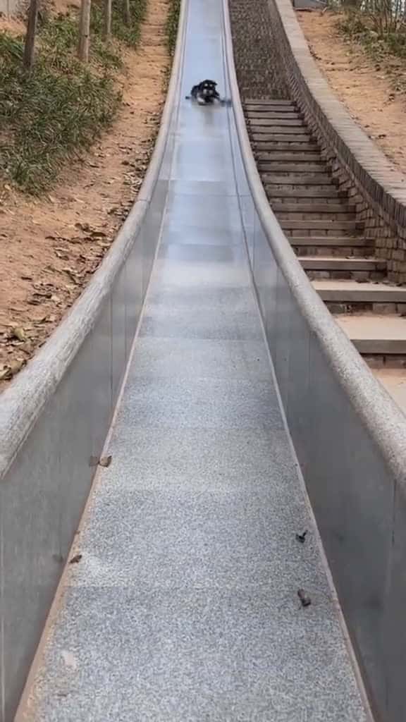 Cover for Once the dog starts,it can’t stop!#dogsoftiktok #dogtok #dog #funnyvideos #pet #doglife #funnydog #dogs #funny #dogfunnyvideo  created by hilariousdogs11 with hilariousdogs11’s original sound