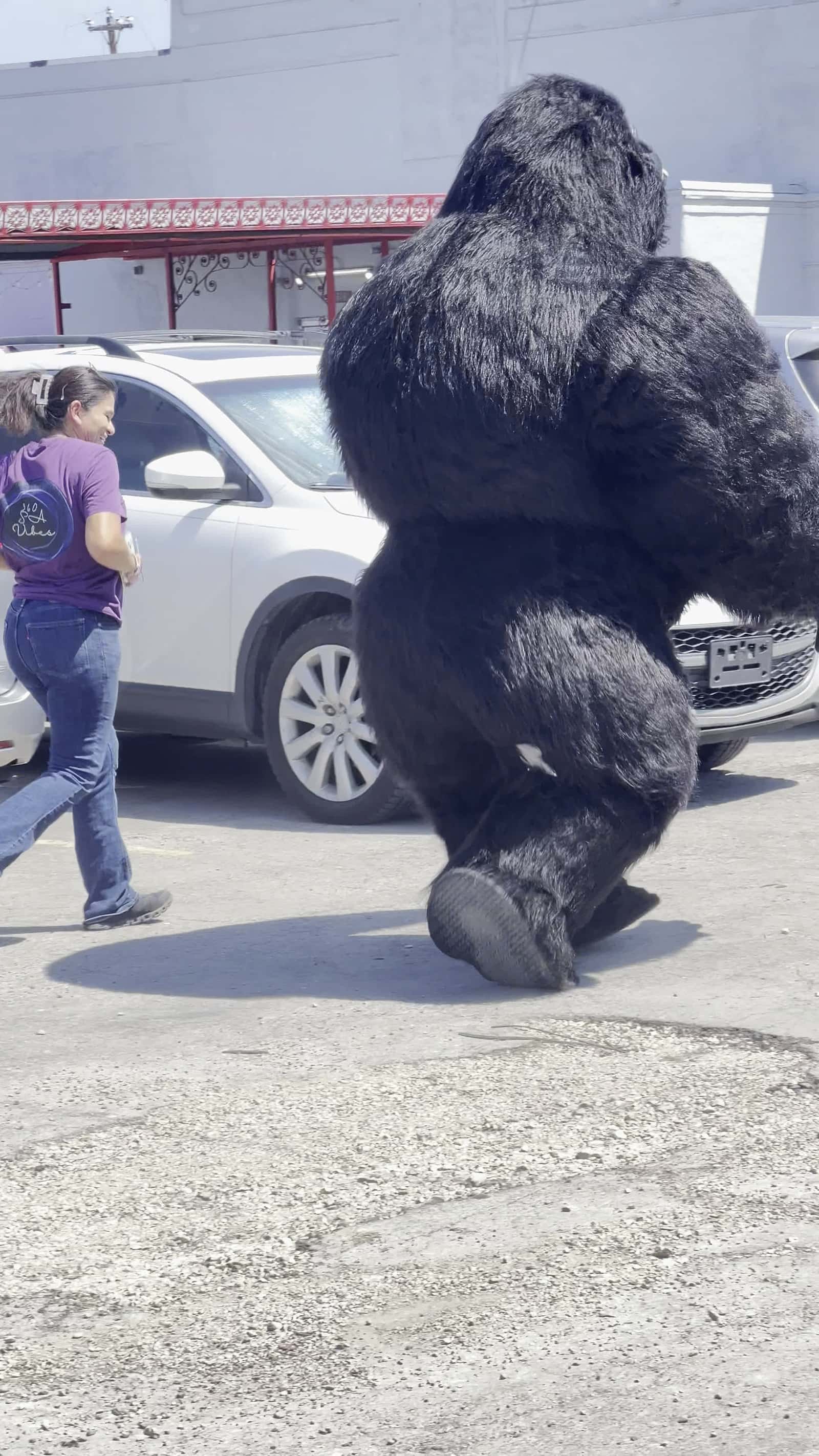 Cover for Gorilla is running lol 😂 #TooFunnyToScroll #viral #fyp #follow